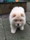 Chow Chow Puppies for sale in Columbus, OH, USA. price: NA
