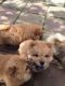 Chow Chow Puppies for sale in Michigan Ave, Inkster, MI 48141, USA. price: $500