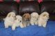 Chow Chow Puppies for sale in Fresno, CA, USA. price: $500