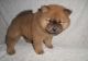 Chow Chow Puppies for sale in Lewes, DE 19958, USA. price: NA
