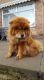 Chow Chow Puppies for sale in Olympia, WA, USA. price: NA