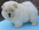 Chow Chow Puppies for sale in Tecate, CA 91987, USA. price: NA