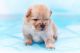 Chow Chow Puppies for sale in IL-59, Plainfield, IL, USA. price: $210
