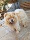 Chow Chow Puppies for sale in Abilene, Houston, TX 77020, USA. price: NA