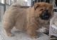 Chow Chow Puppies for sale in Bristol, ME, USA. price: NA