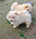 Chow Chow Puppies for sale in Airport Center Rd, Allentown, PA 18109, USA. price: NA