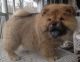 Chow Chow Puppies for sale in Glastonbury, CT, USA. price: $500