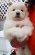 Chow Chow Puppies for sale in Jacksonville, FL 32238, USA. price: NA