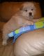 Chow Chow Puppies for sale in Bradford Woods, PA 15015, USA. price: NA