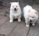 Chow Chow Puppies for sale in KY-44, Shepherdsville, KY 40165, USA. price: $500