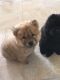 Chow Chow Puppies for sale in Bronx, NY, USA. price: NA