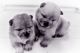 Chow Chow Puppies for sale in Bronx, NY, USA. price: NA