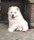Chow Chow Puppies for sale in Florence St, Denver, CO, USA. price: NA