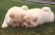 Chow Chow Puppies for sale in Springfield, IL, USA. price: NA