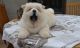 Chow Chow Puppies for sale in Pittsburgh, PA 15252, USA. price: NA
