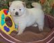 Chow Chow Puppies for sale in Seattle, WA 98109, USA. price: $500