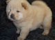 Chow Chow Puppies for sale in 17598 147th St, Glenwood, MN 56334, USA. price: NA