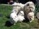 Chow Chow Puppies for sale in Florida Ave NW, Washington, DC, USA. price: NA