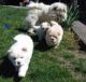 Chow Chow Puppies for sale in Florida Ave NW, Washington, DC, USA. price: $300