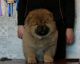 Chow Chow Puppies for sale in Texas Ave, Houston, TX, USA. price: NA