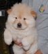 Chow Chow Puppies for sale in Orangeburg, SC 29115, USA. price: NA