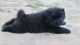 Chow Chow Puppies for sale in Montgomery, AL, USA. price: $600