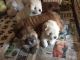 Chow Chow Puppies for sale in Seattle, WA 98185, USA. price: NA