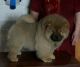 Chow Chow Puppies for sale in Nevada St, Newark, NJ 07102, USA. price: NA