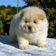 Chow Chow Puppies for sale in Mechanicsburg, PA, USA. price: NA