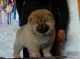 Chow Chow Puppies for sale in Alaska St, Staten Island, NY 10310, USA. price: NA