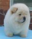 Chow Chow Puppies for sale in Cincinnati, OH, USA. price: NA