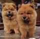 Chow Chow Puppies for sale in Arlington, VA, USA. price: NA