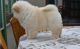 Chow Chow Puppies for sale in Chattanooga, TN 37401, USA. price: $650