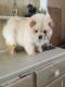 Chow Chow Puppies for sale in Florence St, Denver, CO, USA. price: NA