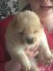 Chow Chow Puppies for sale in Chicago Heights, IL, USA. price: NA