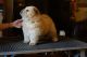 Chow Chow Puppies for sale in Fernandina Harbor Marina, Fernandina Beach, FL 32034, USA. price: NA