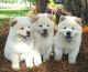 Chow Chow Puppies for sale in Las Vegas, NV, USA. price: NA