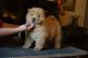 Chow Chow Puppies for sale in Olivehurst Ave, Olivehurst, CA 95961, USA. price: NA