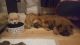 Chow Chow Puppies for sale in Washington, DC, USA. price: $300