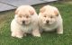 Chow Chow Puppies for sale in West Des Moines, IA, USA. price: $400