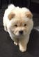 Chow Chow Puppies for sale in Belton Honea Path Hwy, Belton, SC 29627, USA. price: NA