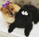 Chow Chow Puppies for sale in Belton Honea Path Hwy, Belton, SC 29627, USA. price: NA