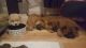 Chow Chow Puppies for sale in Honolulu, HI, USA. price: NA