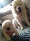Chow Chow Puppies for sale in Warrenton Way, Colorado Springs, CO 80922, USA. price: NA