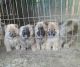 Chow Chow Puppies for sale in San Jose, CA, USA. price: NA