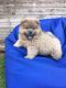 Chow Chow Puppies for sale in Fernandina Beach, FL 32035, USA. price: NA