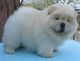 Chow Chow Puppies for sale in Fresno, CA, USA. price: $700
