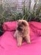 Chow Chow Puppies for sale in Warrenton Way, Colorado Springs, CO 80922, USA. price: NA