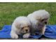 Chow Chow Puppies for sale in CA-111, Rancho Mirage, CA 92270, USA. price: NA