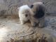 Chow Chow Puppies for sale in Oakland, CA 94624, USA. price: NA